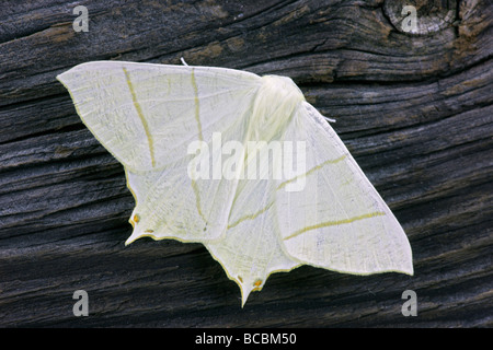 Zinnenkranz Moth Ourapteryx sambucaria Stockfoto