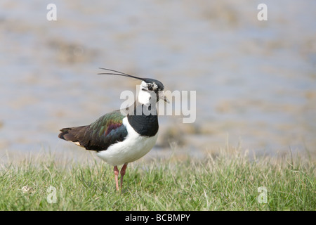 Nördlichen Kiebitz Vanellus Vanellus Männchen in der Zucht Gefieder auf Rasen am Rand des Wassers Stockfoto