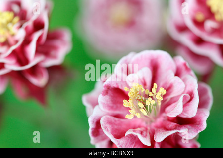 schöne Doppelzimmer rote und weiße Akelei Kunstfotografie Jane Ann Butler Fotografie JABP486 Stockfoto