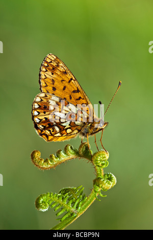 KLEINE Perle grenzt FRITILLARY (Boloria Selene) ruht auf Bracken Wedel Stockfoto