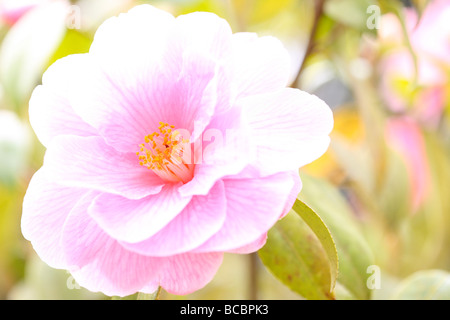 ein Zitrus süßer Hauch von Frühling die schöne Kamelie Kunstfotografie Jane Ann Butler Fotografie JABP484 Stockfoto