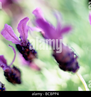 wunderschöne Kunst Bild der französischen Lavendel Fine Art Fotografie Jane Ann Butler Fotografie JABP496 Stockfoto