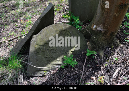 Ein jüdischer Friedhof in Amsterdam Stockfoto