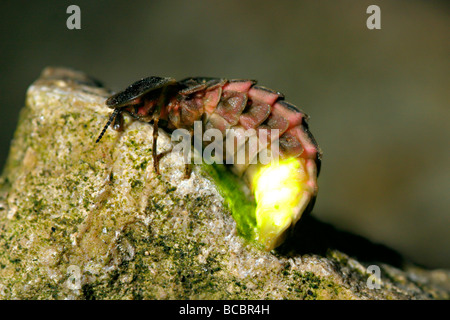 GLOW WORM oder Firefly Larven, weibliche Heck leuchten mit Bio-Lumineszenz. Stockfoto