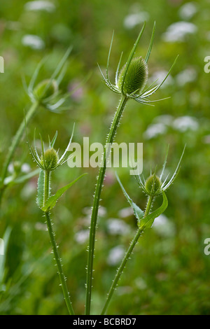 Bieten - Dipsacus fullonum Stockfoto