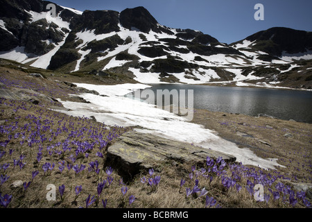 Krokusblüten Teppich der Schneegrenze Rila Gebirge Bulgarien Europa Stockfoto