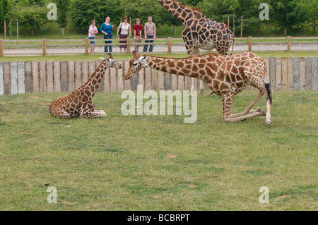 Giraffen Giraffe Giraffa Giraffe Stockfoto