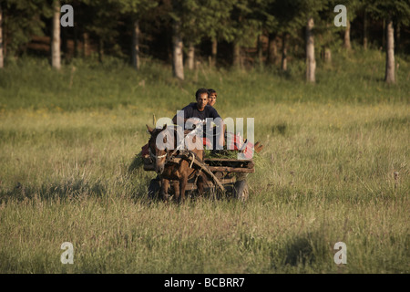 Familie Reiten traditionellen Pferdewagen geladen mit Heuernte in der Nähe von Samokov Bulgarien Osteuropa Stockfoto