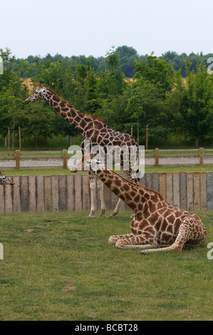 Giraffe Giraffa Giraffe Stockfoto