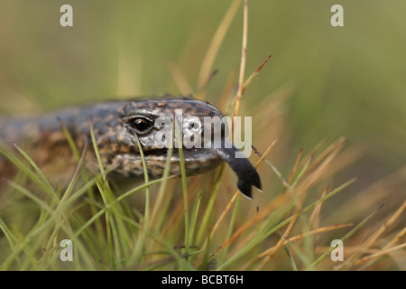 Europäische Blindschleiche geschiedenen Fragilis oder Blindworm Zunge streichen Stockfoto