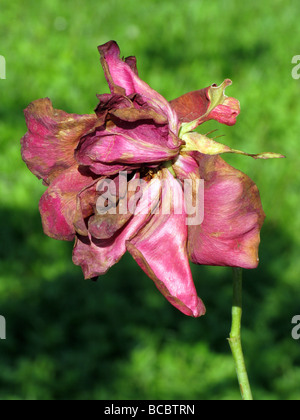 einem einzigen welken rote rose im Garten Stockfoto