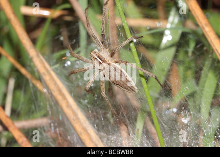 Wolf Spider Stockfoto