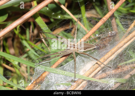 Wolf Spider Stockfoto