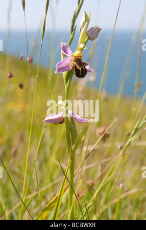 Biene Orchidee (Ophrys Apifera) auf der Küste. Dorset, UK. Stockfoto