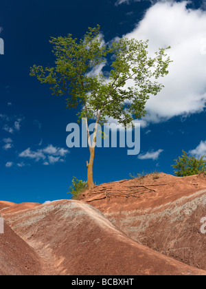 Einzelne grüne Baum wächst auf einem steilen Hügel in Badlands Stockfoto