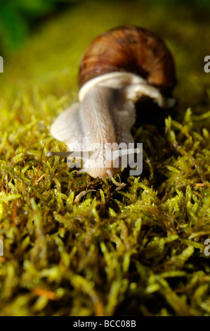 Schnecke Schnecken auf Moos Stockfoto