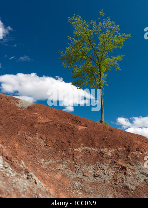 Einzelne grüne Baum wächst auf einem steilen Hügel in Badlands Stockfoto