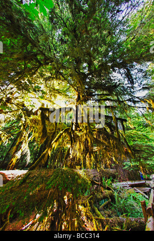 Bäume mit Moos in alten Groth Wald im Cathedral Grove McMillan Provincial Park auf Vancouver Island Kanada Nordamerika Stockfoto