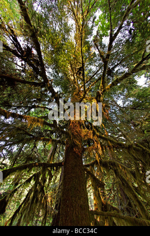 Bäume mit Moos in alten Groth Wald im Cathedral Grove McMillan Provincial Park auf Vancouver Island Kanada Nordamerika Stockfoto