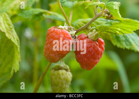 Rasberries Rubus Idaeus Reifung auf eine Himbeere Zuckerrohr South Yorkshire England Stockfoto