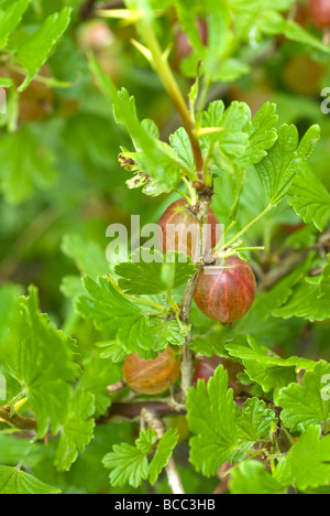 Stachelbeeren Hinnomaki rot Ribes Uva Crispa wächst auf einem Strauch South Yorkshire England Stockfoto