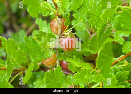 Stachelbeeren Hinnomaki rot Ribes Uva Crispa wächst auf einem Strauch South Yorkshire England Stockfoto