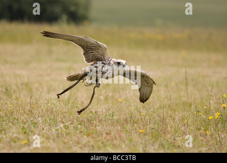 Saker Falcon (Falco Cherrug) im Flug Stockfoto