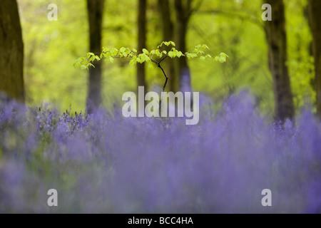 Ein Junge Buche Bäumchen wächst über ein Meer von Glockenblumen Stockfoto