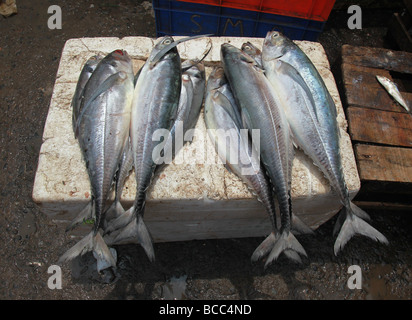 Fisch auf Verkauf in Connemara Markt, Trivandrum, Kerala, Indien Stockfoto