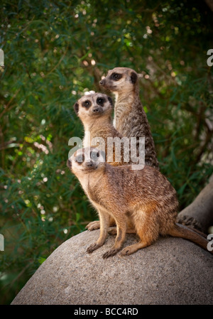 Die neugierigen drei Erdmännchen Stockfoto