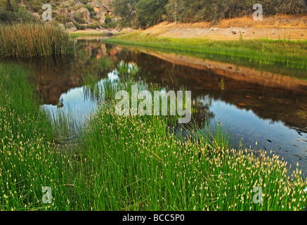 Pinnacles National Monument Teich mit grünen Schilf Stockfoto