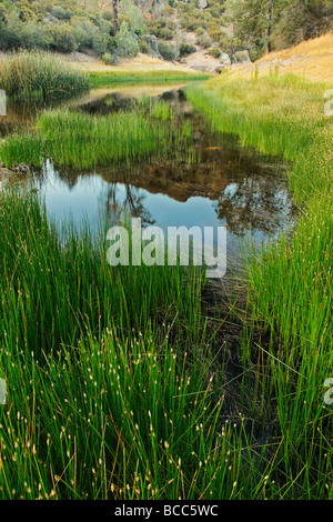 Pinnacles National Monument Teich mit grünen Schilf Stockfoto