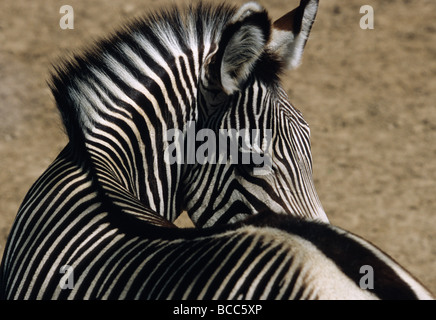 Nahaufnahme eines Zebras von Grevy, Equus grevy Stockfoto