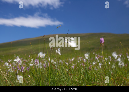 Moor Baumwolle Wollgras Wollgras wächst mit Wildblumen auf einem Berg Decke Torfmoor im Norden sperrins Stockfoto
