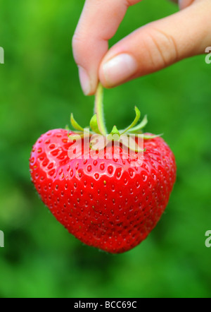 Erdbeere, Erdbeeren Stockfoto