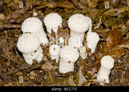 Gemeinsamen Puffball Stockfoto