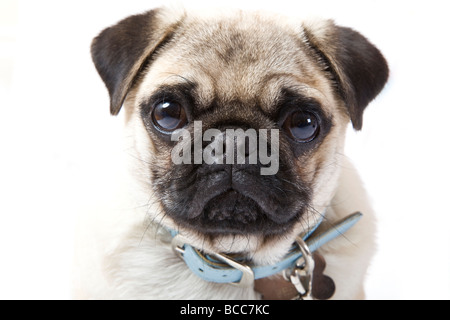 Beige Mops mit schwarzem Gesicht und blauen Kragen Stockfoto