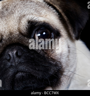 Beige Mops mit schwarzem Gesicht und blauen Kragen Stockfoto