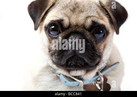 Beige Mops mit schwarzem Gesicht und blauen Kragen Stockfoto