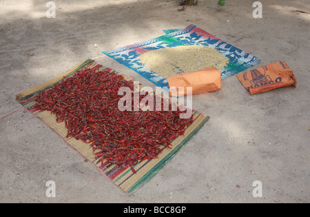 Chilischoten getrocknet in der Sonne, Kerala, Indien Stockfoto