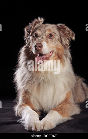 Herrsche ein Australian Shepherd Verlegung auf schwarzem Hintergrund Stockfoto