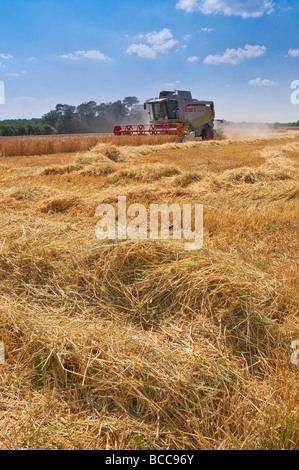 CLAAS Lexion 540 Mähdrescher ernten Sommergerste - Indre-et-Loire, Frankreich. Stockfoto