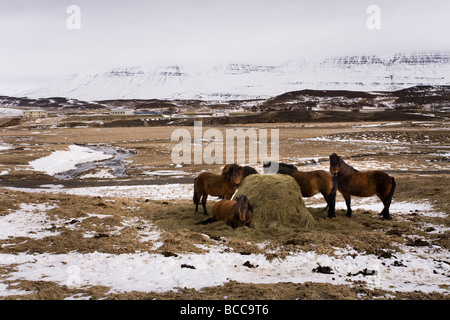 Pferde im Winter Skagafjördur Island Stockfoto