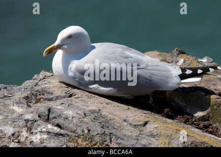 Herrign Möwe auf Klippe Stockfoto