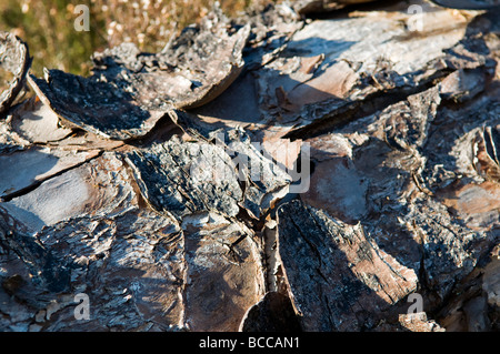 Nahaufnahme von trockenen, rissigen und abblätternde Rinde auf umgestürzten Baum auf einem Waldspaziergang in der Nähe von Balblair, Sutherland, Schottland Stockfoto