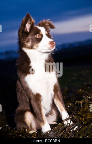 Mischling Hund (Border Collie, isländischer Schäferhund und Labrador Mix) sitzen auf Algen am Strand im Winter Stockfoto