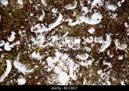 Federn von einem toten Schwan Island Whooper Schwan Cygnus cygnus Stockfoto