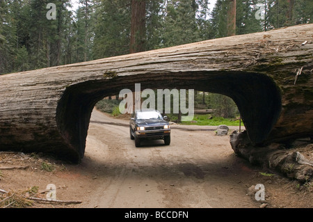 Ein LKW-fahren durch einen umgestürzten Sequoia Baum benannt Tunnel Log. Stockfoto