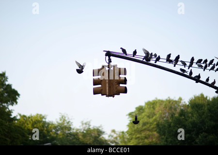 Tauben sammeln auf eine gelbe Ampel Post mit Central Park in New York USA im Hintergrund, Mai 2009 Stockfoto