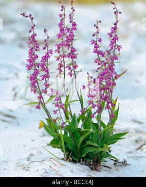 Dark Red Helleborine Epipactis atrorubens Stockfoto